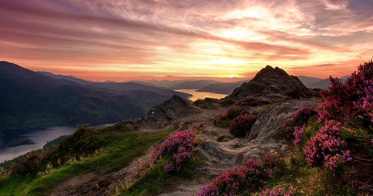 Blooming Heather in Scotland - Best Time