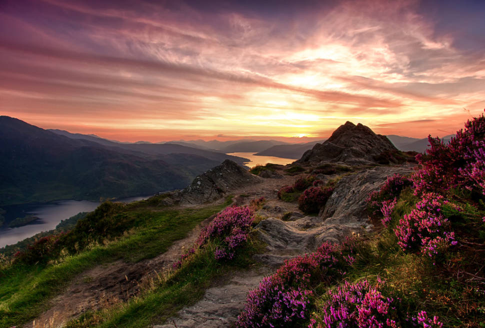 Blooming Heather in Scotland - Best Time