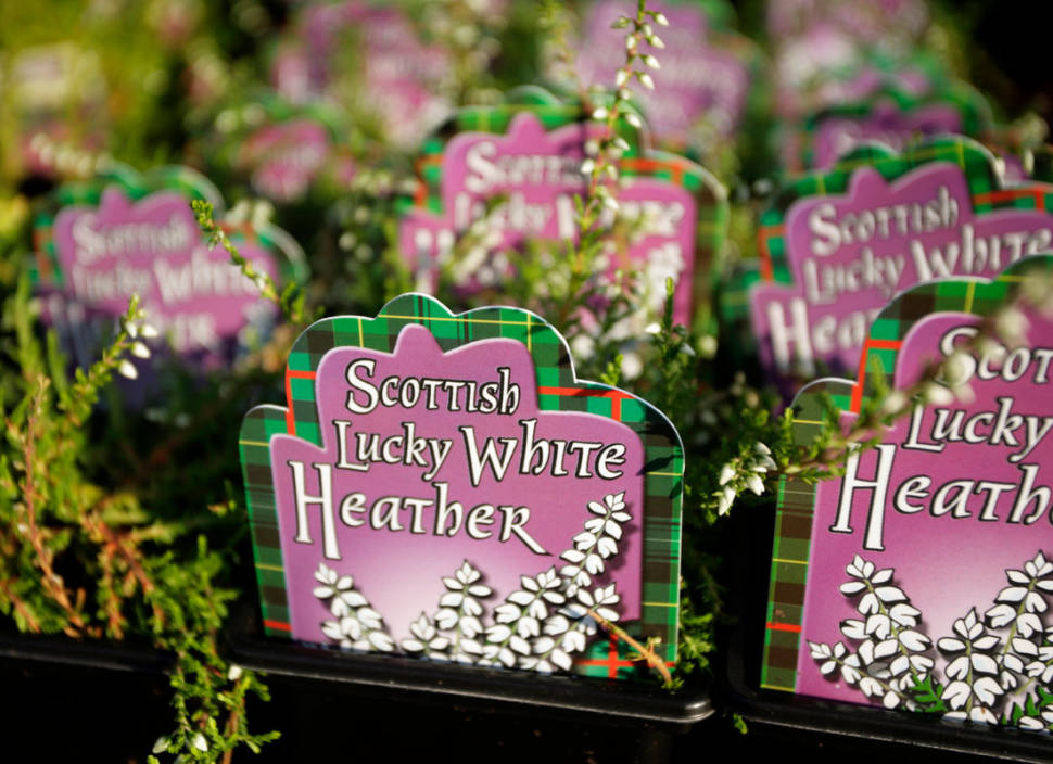 Best time for Blooming Heather in Scotland