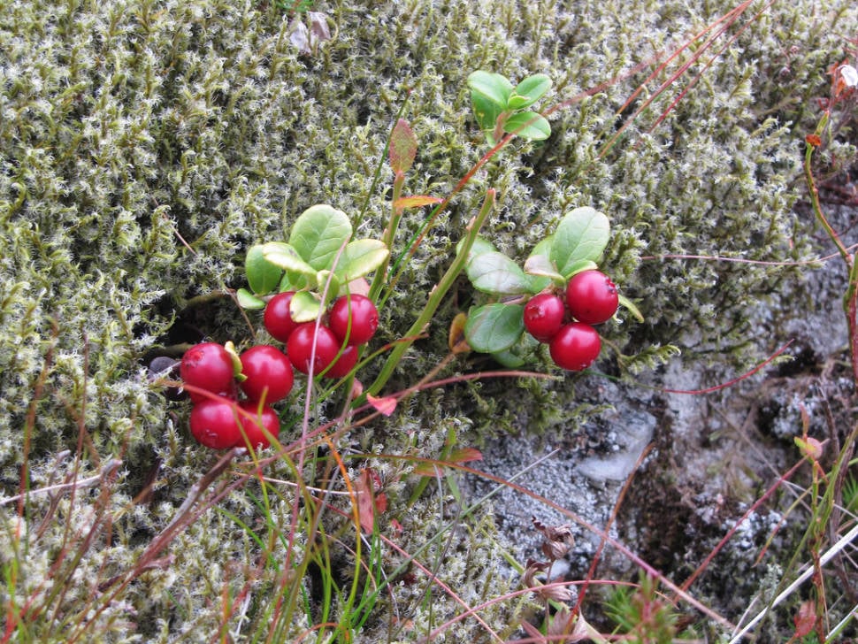 Cranberries in Scotland - Best Time