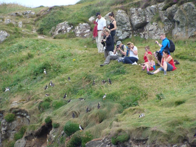 Watching puffins on Staffa Island
