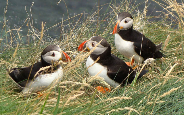 Puffins on Staffa Island