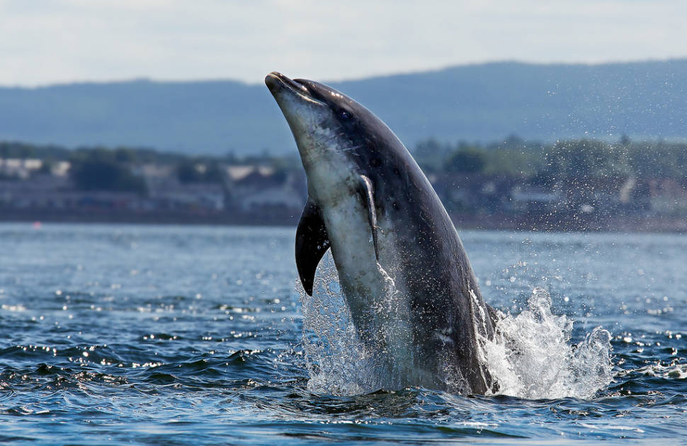 Dolphin at Chanonry point, Scotland