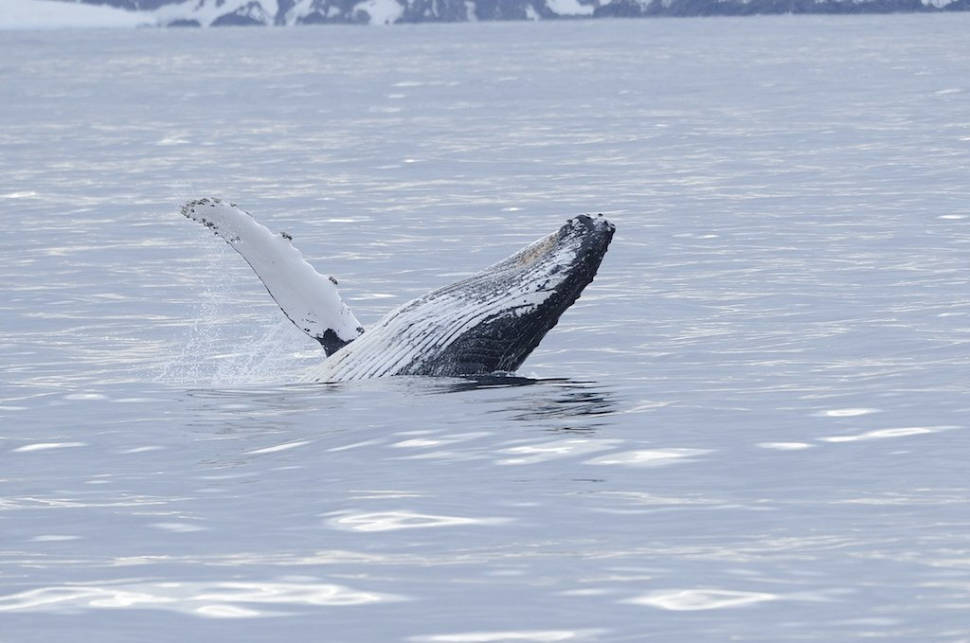 Humpback whale