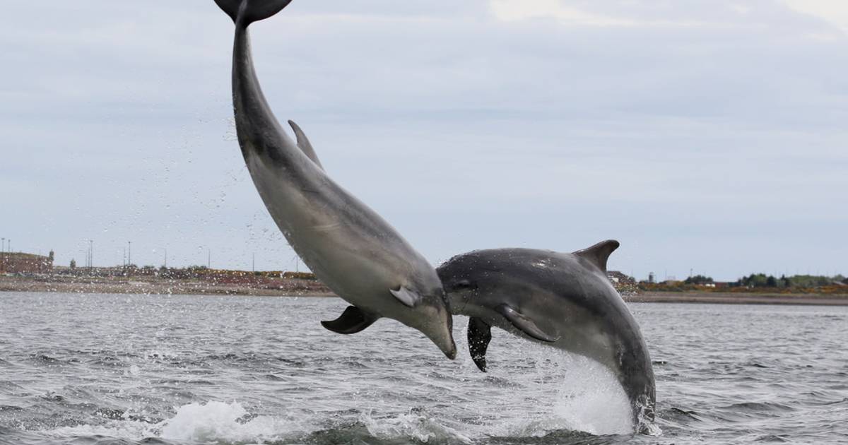 Dolphin and Whale Watching in Scotland - Best Time