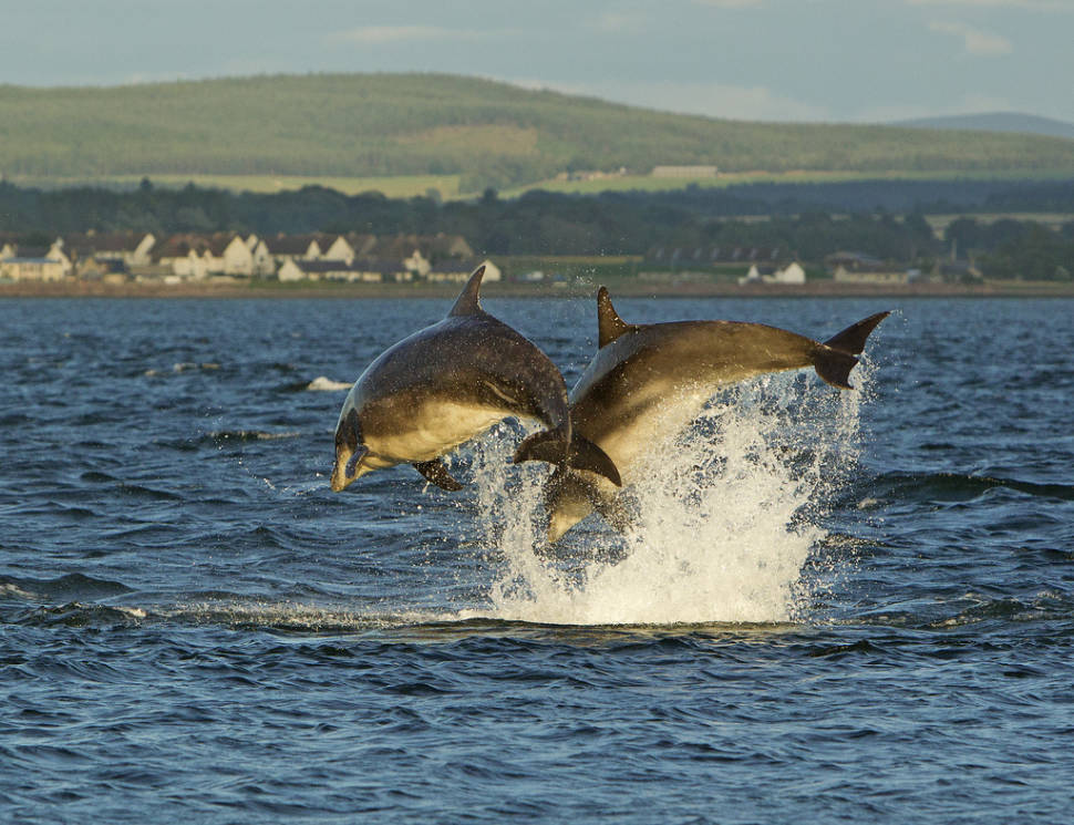 Sunset dolphins at Fort George