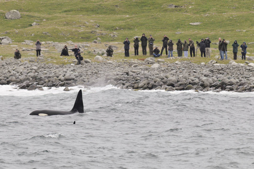 Orca near Shetland coastline
