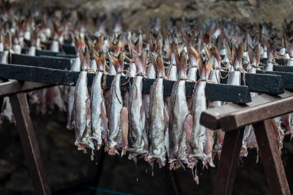 Arbroath Smokies. Haddock waiting to be smoked