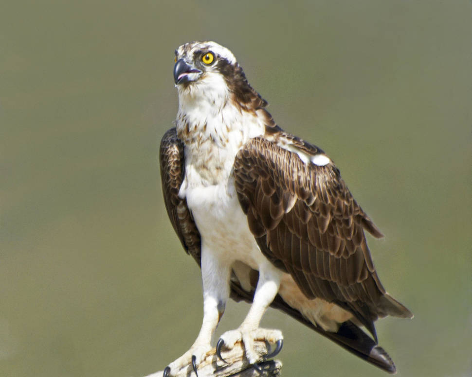 Osprey Watching in Scotland - Best Season