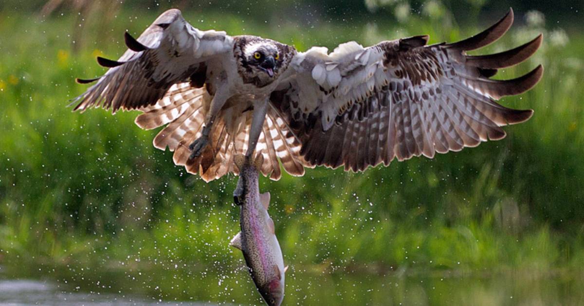 Osprey Watching in Scotland - Best Time