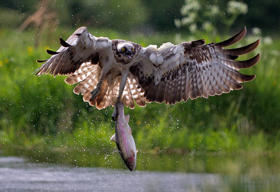 Osprey Watching in Scotland - Best Time