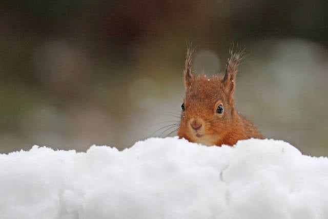 Red Squirrels in Scotland - Best Season