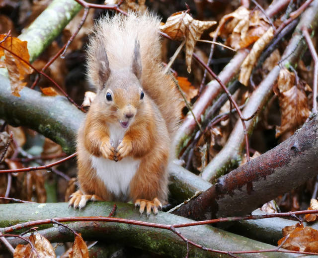 Best time for Red Squirrels in Scotland