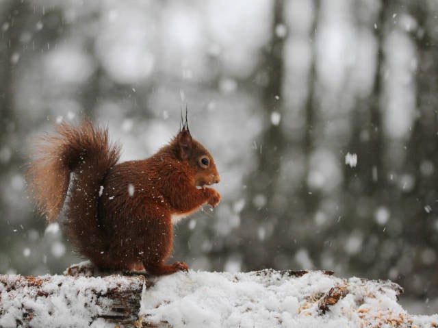 Red Squirrels in Scotland - Best Time