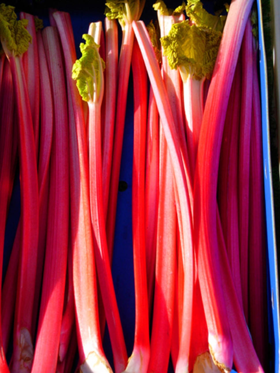 Spring rhubarb