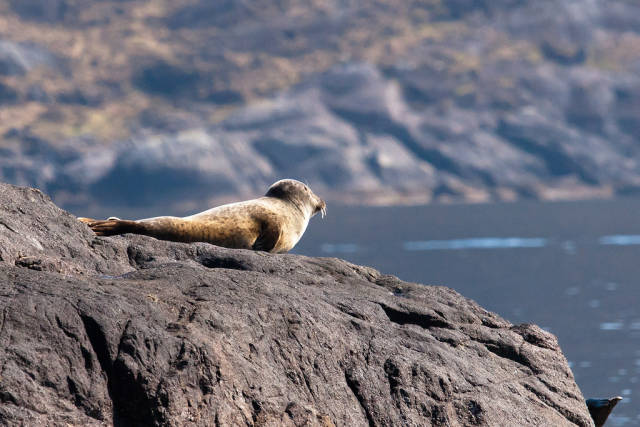 Baby seal at the Isle of Skye