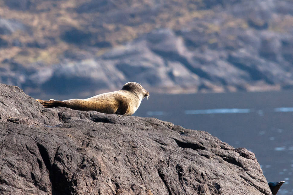Baby seal at the Isle of Skye