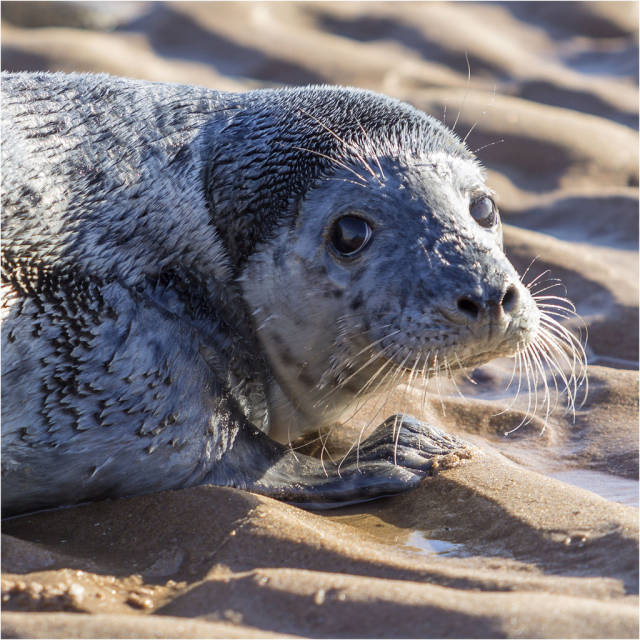 Seal Pups in Scotland - Best Time