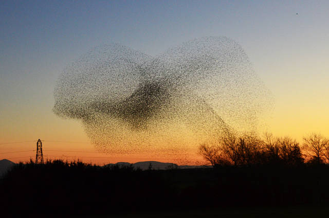 Starling Murmuration in Scotland - Best Time