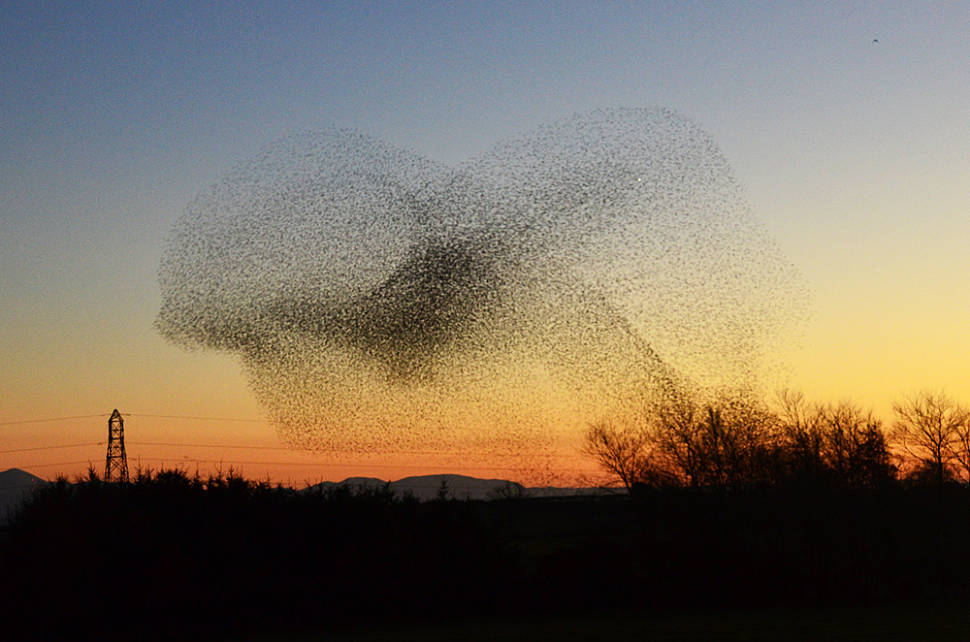 Starling Murmuration in Scotland - Best Time