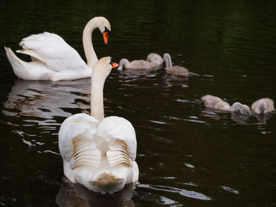 Swan and its offsprings in Edinburgh