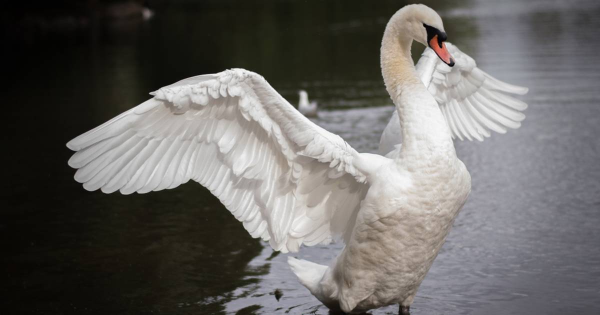Swans in Scotland - Best Time