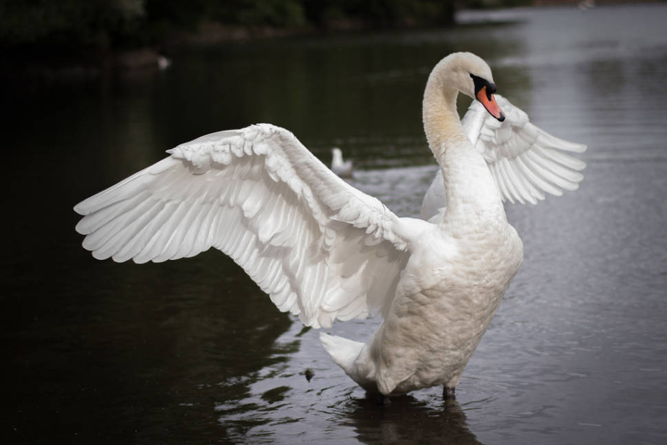 Swans in Scotland - Best Time