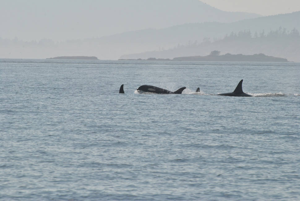 Best time for Whale Watching in Seattle