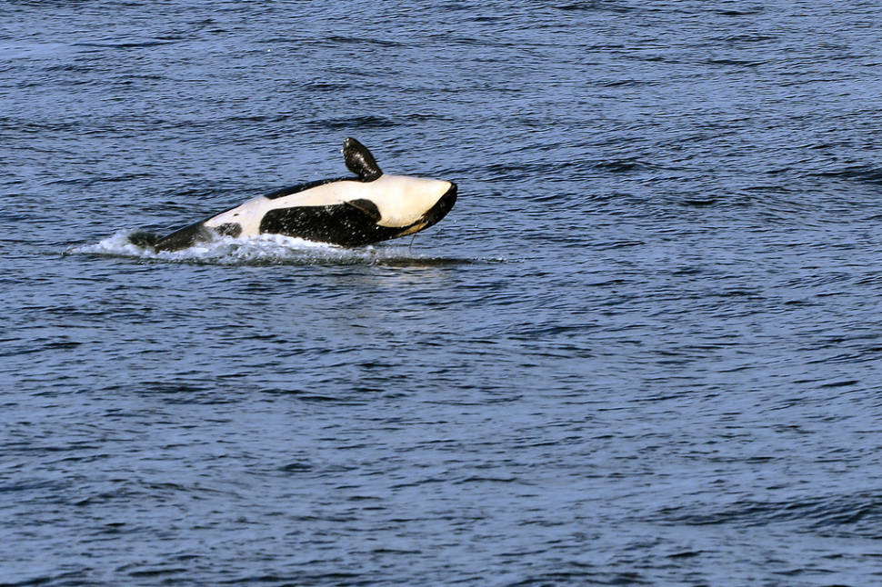 Whale Watching in Seattle - Best Season