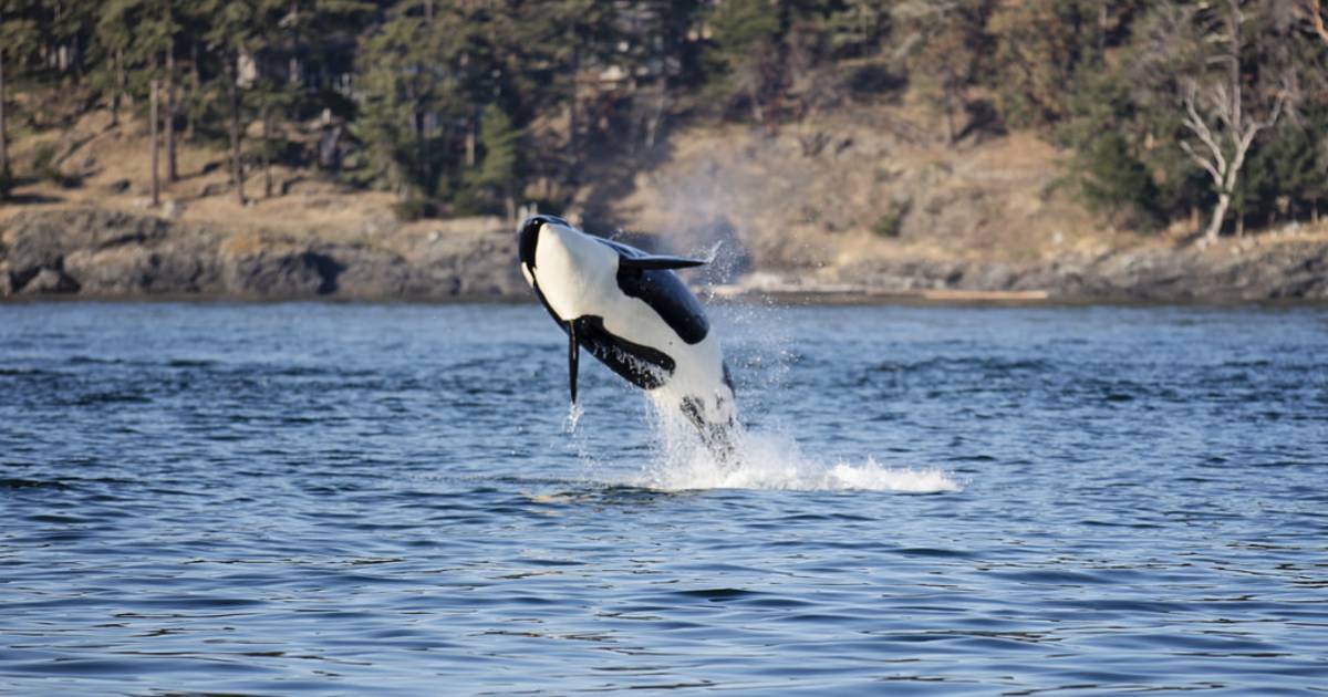 Whale Watching in Seattle - Best Time