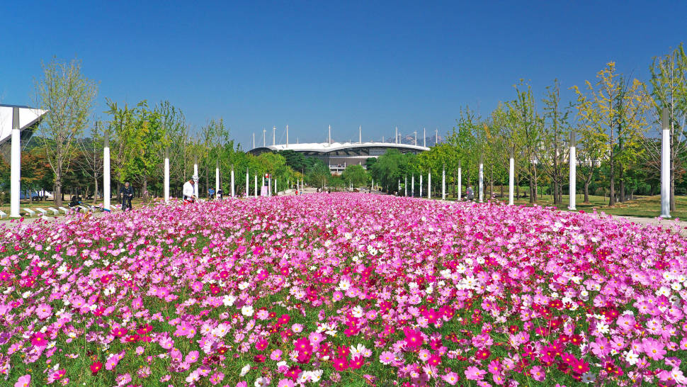 Best time for Cosmos Blooming in Seoul