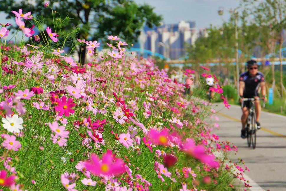 Best time to see Cosmos Blooming in Seoul