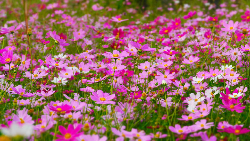 Cosmos Blooming in Seoul - Best Season
