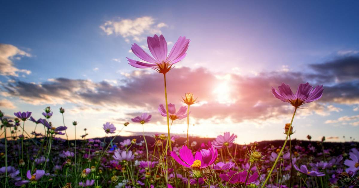 Cosmos Blooming in Seoul - Best Time