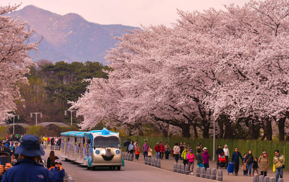 Hangang Yeouido Spring Flower Festival in Seoul - Best Season
