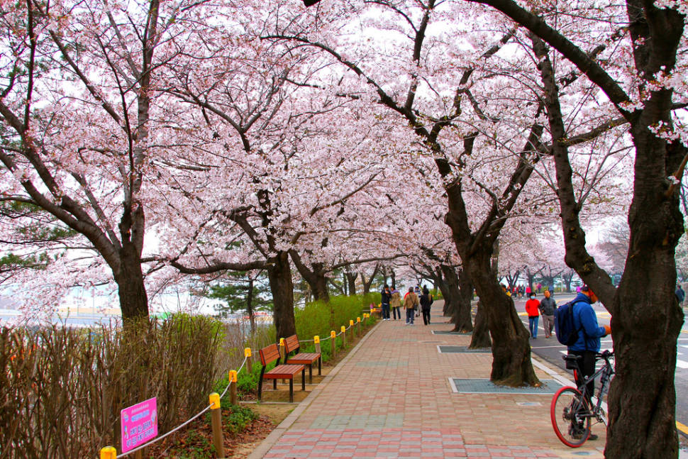 Best time for Hangang Yeouido Spring Flower Festival in Seoul