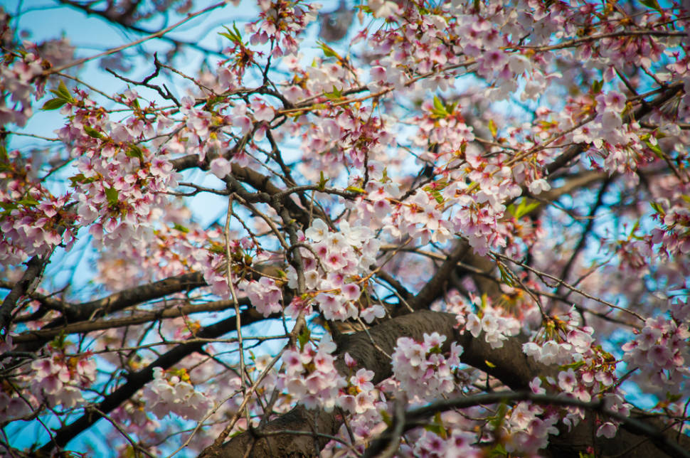 Best time for Spring in Seoul