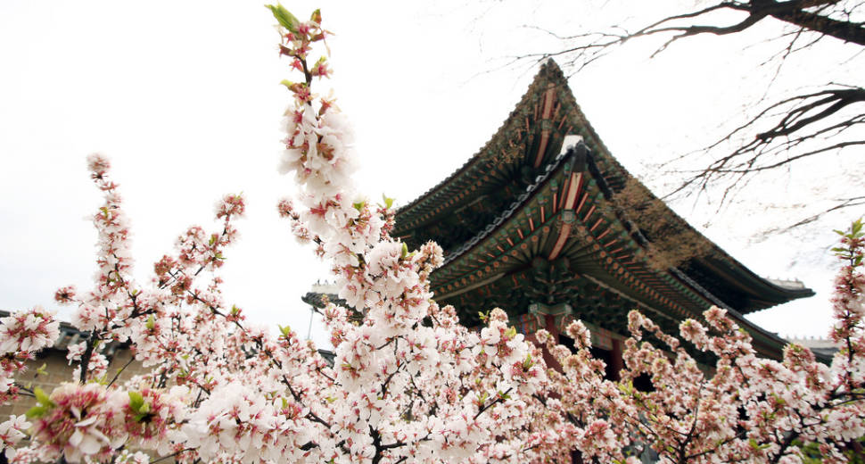 Spring in Seoul - Best Time