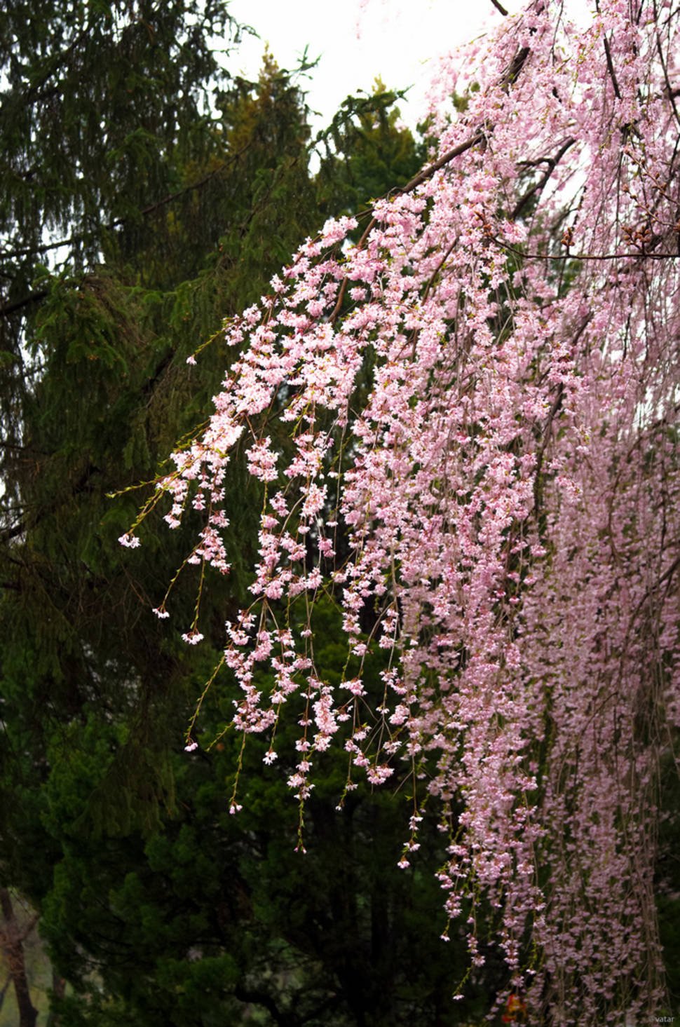 Weeping Cherry Blossoms in Seoul - Best Season