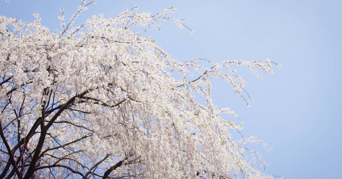 Weeping Cherry Blossoms in Seoul - Best Time