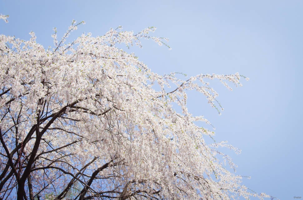 Weeping Cherry Blossoms in Seoul - Best Time