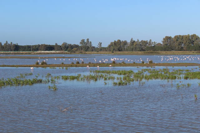 Flamingos in Doñana National Park