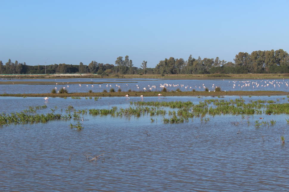 Flamingos in Doñana National Park