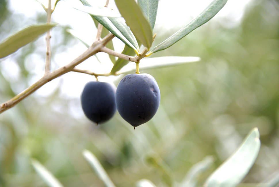 Olive Harvest and Olive Oil in Seville - Best Time