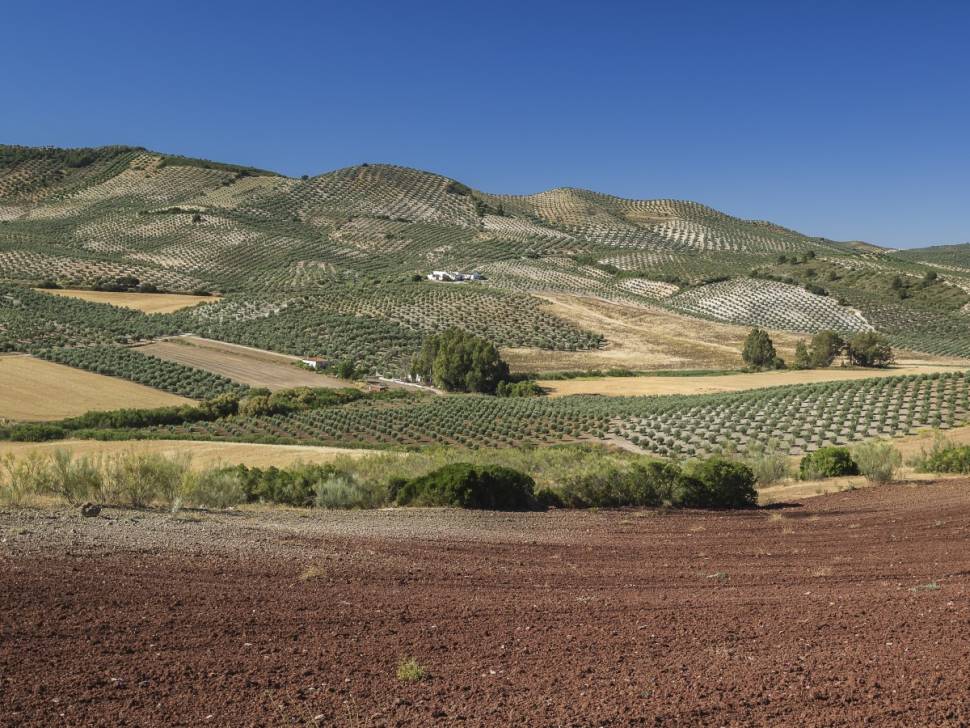Olive Harvest and Olive Oil in Seville - Best Season