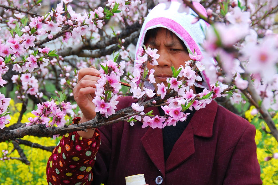 Nanhui Peach Blossom Festival