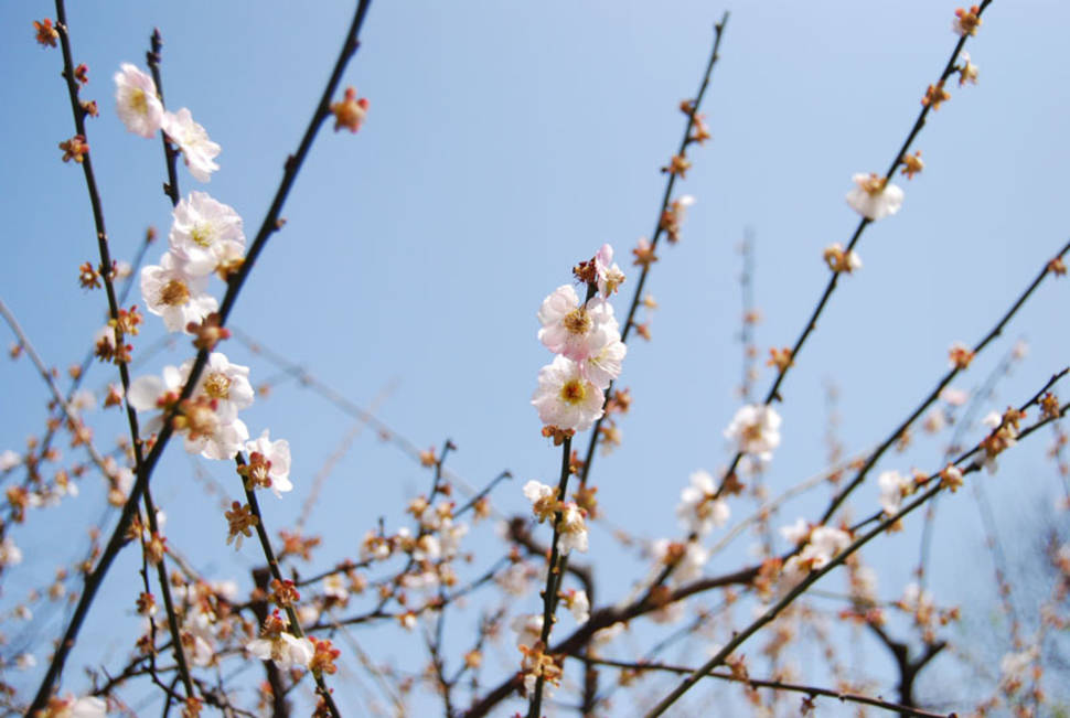 Peach Blossom in Shanghai - Best Time