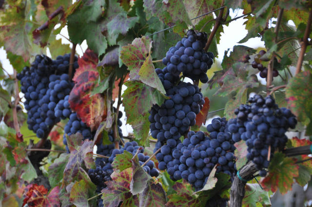 Grape Harvest in Sicily - Best Time