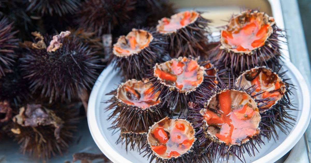 Sea Urchins in Sicily - Best Time