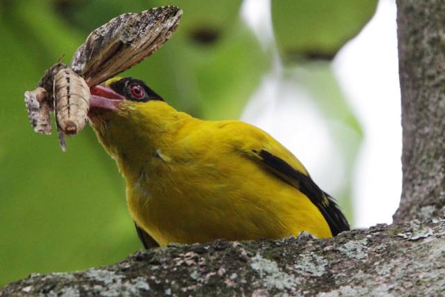 Black-naped oriole